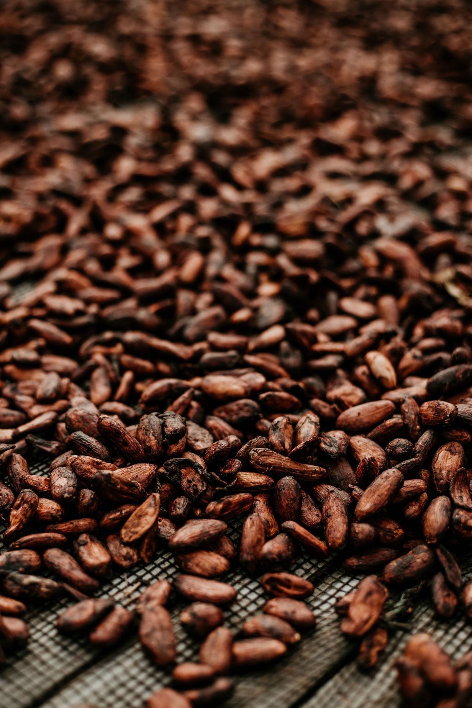 Roasted beans spread across a cooling tray.